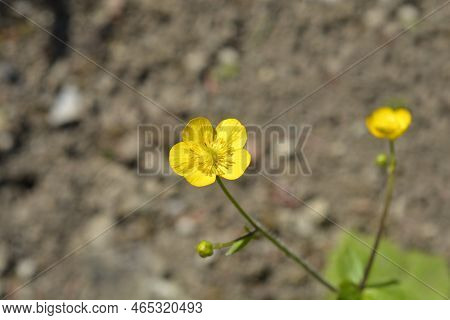 Wooly Buttercup Yellow Flower In The Spring