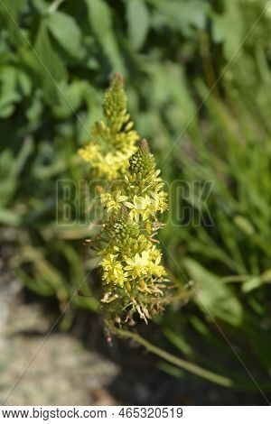 Yellow Bulbine Leaves And Flowers In The Garden