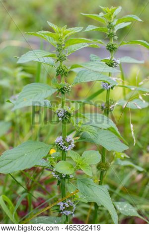 Blooming Melissa Is A Relaxing Medicinal Herb. Close-up Of A Mint Bush