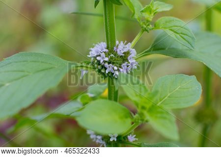 Blooming Melissa Is A Relaxing Medicinal Herb. Close-up Of A Mint Bush