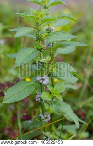 Blooming Melissa Is A Relaxing Medicinal Herb. Close-up Of A Mint Bush
