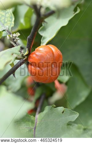 Bitter Tomato Red Fruit In The Autumn