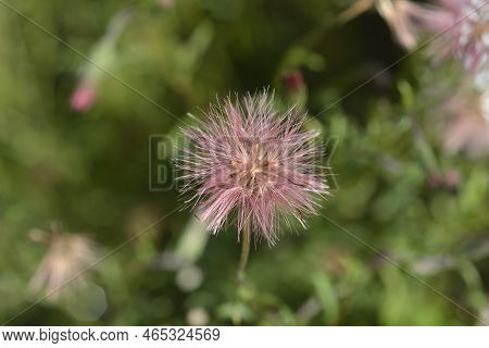 Spreading Fleabane Seed Head In The Garden