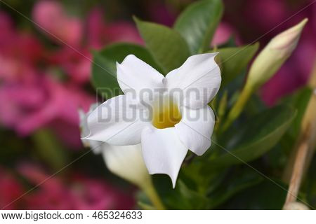 Mandevilla Mandevilla Sundaville White Flower In The Garden