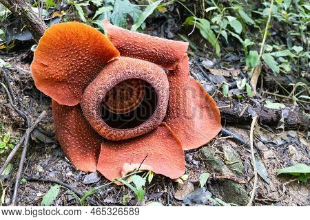 Rafflesia Is A Genus Of Parasitic Flowering Plants In The Family Rafflesiaceae. It Is The Largest Fl