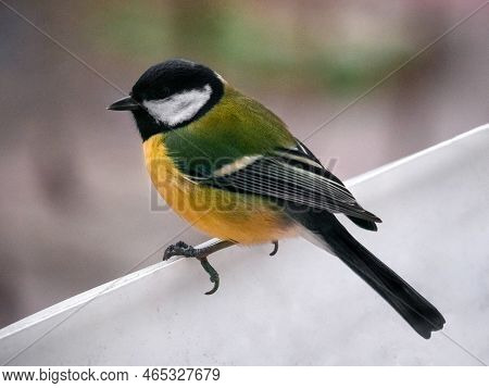 Titmouse Close-up On The Feeder. Bird In Natural Habitat. Bright Feathers. Winter Animals.