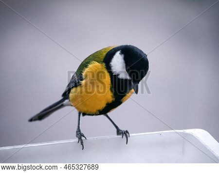 Titmouse Close-up On The Feeder. Bird In Natural Habitat. Bright Feathers. Winter Animals.