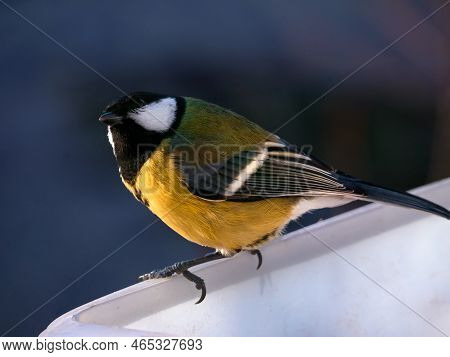 Titmouse Close-up On The Feeder. Bird In Natural Habitat. Bright Feathers. Winter Animals.