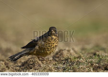Juvenile Falkland Thrush (turdud Falcklandii Falcklandii) Amongst The Tussock Grass On Sea Lion Isla