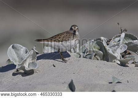 White-rumped Sandpiper (calidris Fuscicollis) Searching For Food Along The Coast Of Sea Lion Island 