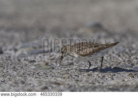 White-rumped Sandpiper (calidris Fuscicollis) Searching For Food Along The Coast Of Sea Lion Island 