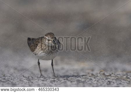 White-rumped Sandpiper (calidris Fuscicollis) Searching For Food Along The Coast Of Sea Lion Island 