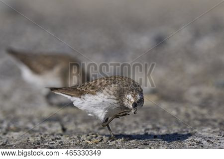 White-rumped Sandpiper (calidris Fuscicollis) Searching For Food Along The Coast Of Sea Lion Island 