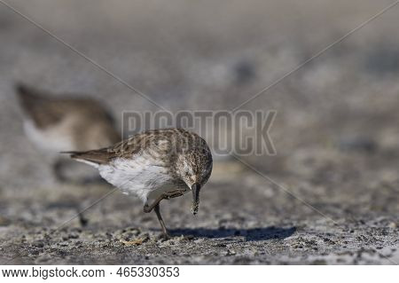 White-rumped Sandpiper (calidris Fuscicollis) Searching For Food Along The Coast Of Sea Lion Island 