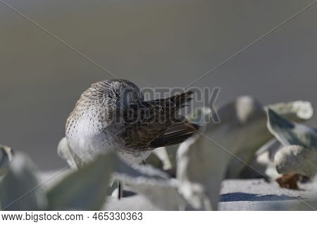 White-rumped Sandpiper (calidris Fuscicollis) Searching For Food Along The Coast Of Sea Lion Island 