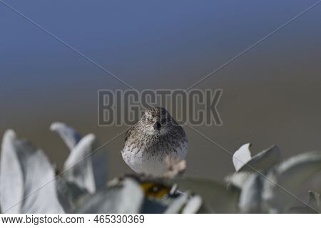 White-rumped Sandpiper (calidris Fuscicollis) Searching For Food Along The Coast Of Sea Lion Island 