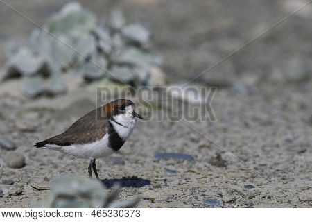 Two-banded Plover (charadrius Falklandicus) Foraging Amongst Flowering Sea Cabbage Plants (senecio C