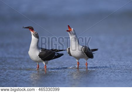 Dolphin Gull (leucophaeus Scoresbii) On The Coast Of Sea Lion Island In The Falkland Islands
