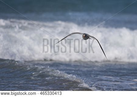 Dolphin Gull (leucophaeus Scoresbii) On The Coast Of Sea Lion Island In The Falkland Islands