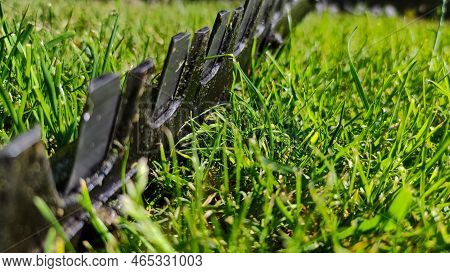Macro Electric Hedge Trimmer Knife. Trimming Garden Hedge. Cutting A Shrub With An Electric Brush Cu