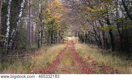 Autumn Colors In The Dutch Forest, Noorderheide, Elspeet, The Netherlands.