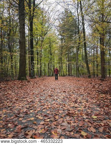 Autumn Colors In The Dutch Forest, Noorderheide, Elspeet, The Netherlands.