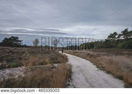Guy In A Red Jacket Walked On The Path, Noorderheide, Elspeet, The Netherlands.