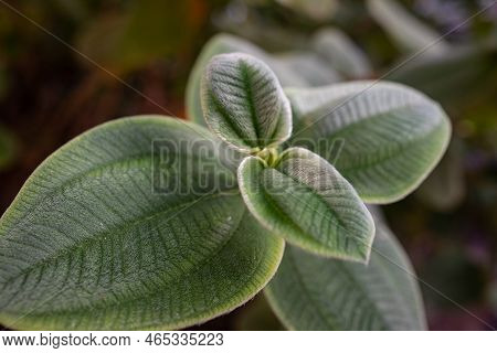 Silvery Green Leaves Closeup Of Silverleafed Princess Flower