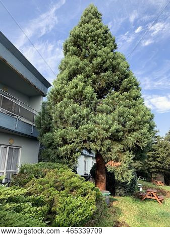 Cupressus Arizonica Is A Coniferous Evergreen Tree With A Conic To Ovoid-conic Crown In The Kibbutz 