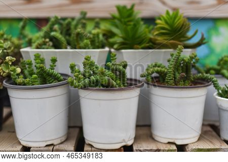 Crassula Marnieriana Common Name Jade Necklace Or Chinese Pagoda