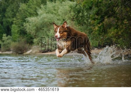 Active And Energetic Games With Pet In Water. Australian Shepherd Has Fun Swimming In River In Summe