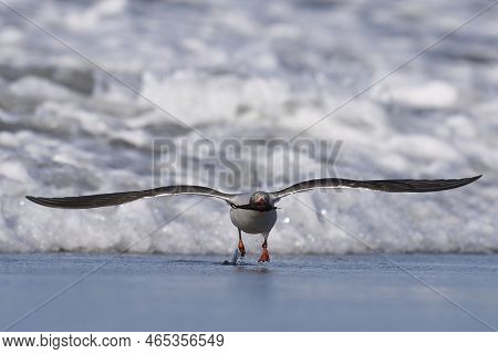 Dolphin Gull (leucophaeus Scoresbii) On The Coast Of Sea Lion Island In The Falkland Islands