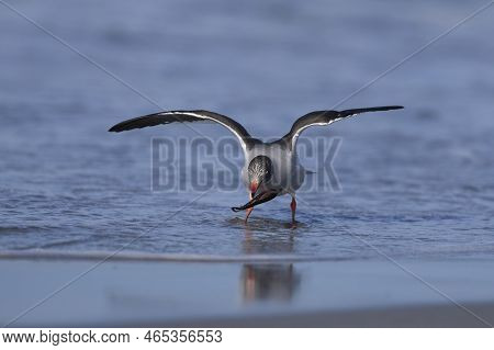 Dolphin Gull (leucophaeus Scoresbii) On The Coast Of Sea Lion Island In The Falkland Islands