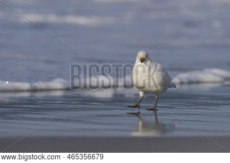 Pale-faced Sheathbill (chionis Albus) On The Coast Of Sea Lion Island In The Falkland Islands.