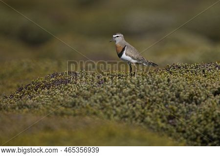 Rufous-chested Dotterel (charadrius Modestus) Standing On A Low Growing Shrub On Sea Lion Island In 
