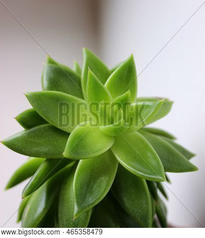 Green Leaves Of A Home Succulent Plant On A Windowsill Extreme Closeup Stock Photo