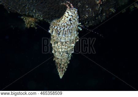 Striped Hermit Crab Or Rocky-shore Hermit Crab (pagurus Anachoretus) Extreme Close-up Undersea, Aege