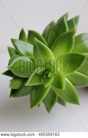 Monocarpic Succulent Plant Over White Background Macro Photo For Vertical Story