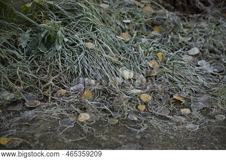 The First Frost. A Road With Fallen Leaves And Frozen Grass. High Quality Photo
