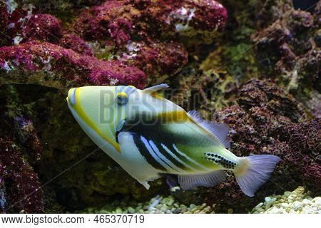 Fish Picasso Spiny Triggerfish Swims Against Background Corals