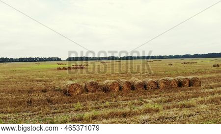 Aero Video Filming. A Large Field Of Mown Wheat, After Harvesting. Many Sheaves, Large Bales Of Stra