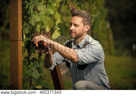 Oenologist Cut Grapes With Gardening Scissors, Farming