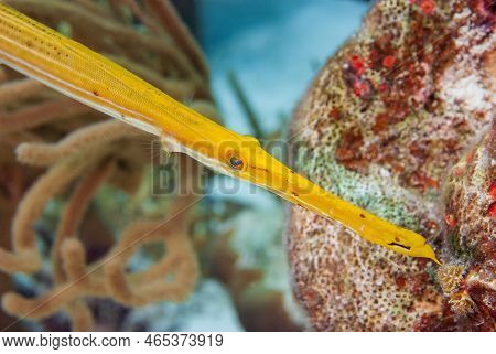 Yellow Trumpetfish On A Tropical Coral Reef In Bonaire Marine Park