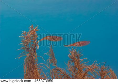 Multiple Colorfuldeep Sea Undersea Pharaoh Cuttlefish Sepia Pharaonis