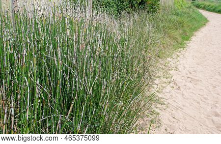 Equisetum Variegatum Or Variegated Horsetail Or Variegated Scouring Rush Plants In The Autumn At The