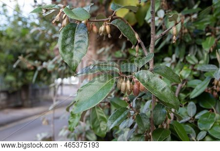 Elaeagnus Ebbingei Or Silverberry Or Oleaster Plant Branches With Fruits And Silvery Leaves