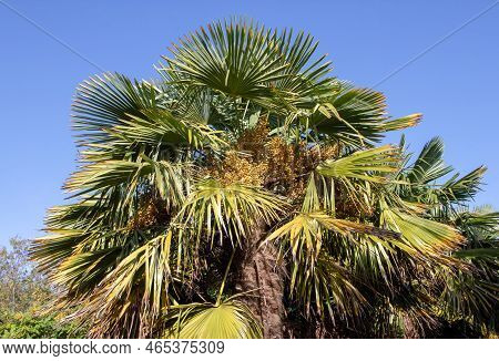 Trachycarpus Fortunei, The Chinese Windmill Palm, Windmill Palm Or Chusan Palm Plant With Fruits