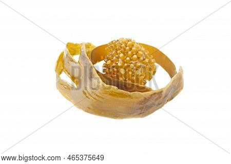 Laminaria Isolated Transparent Png. Brown Seaweed Or Kelp. Food And Iodine Source Sea Algae. Holdfas