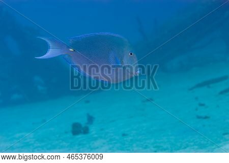 Blue Tang Surgeonfish Acanthurus Coeruleus Near A Deep Shipwreck