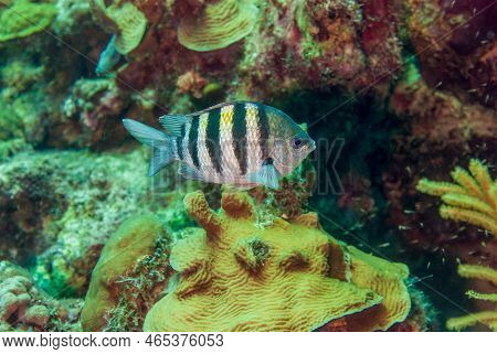 Wild Sergeant Major Or Abudefduf Saxatilis Swimming Over Coral